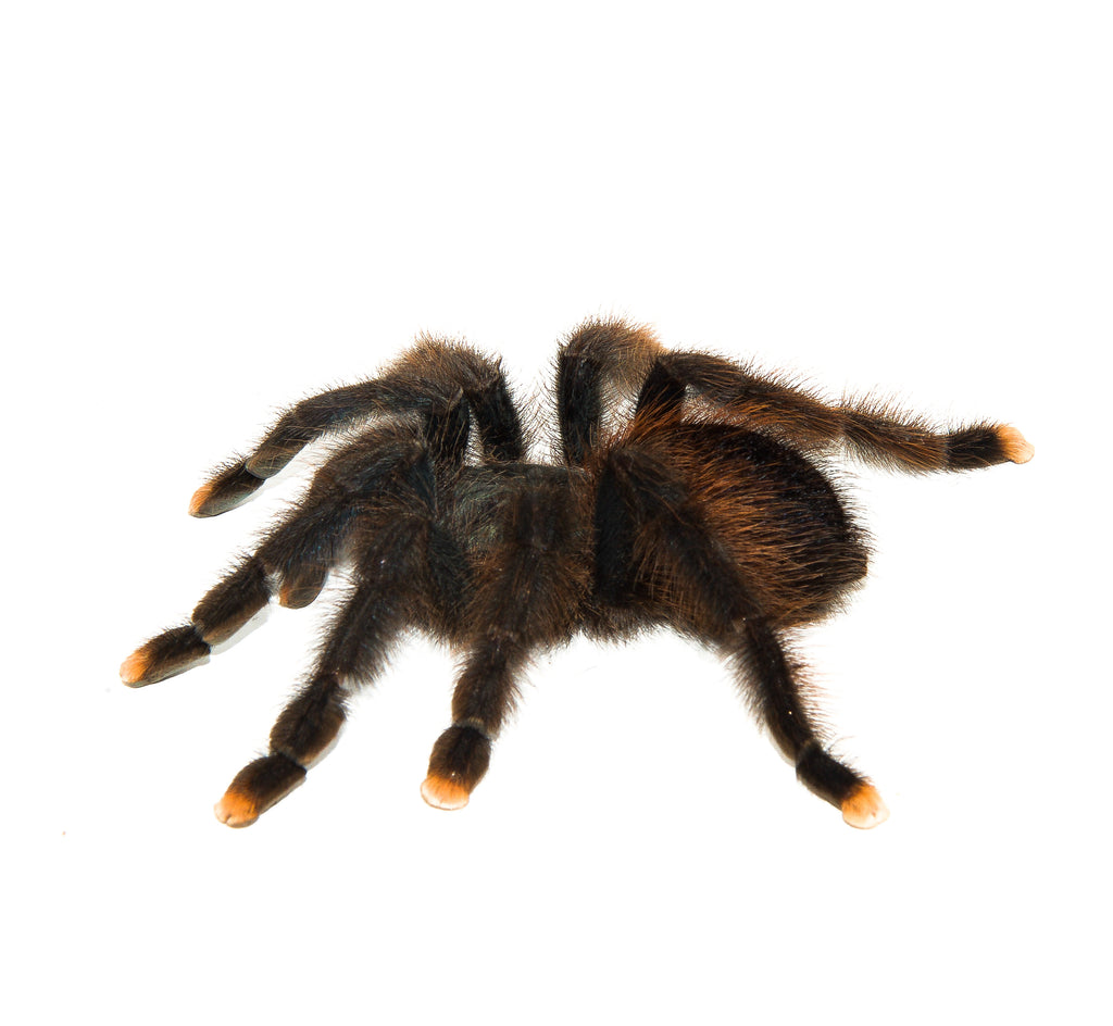 Pink Toe Tarantula